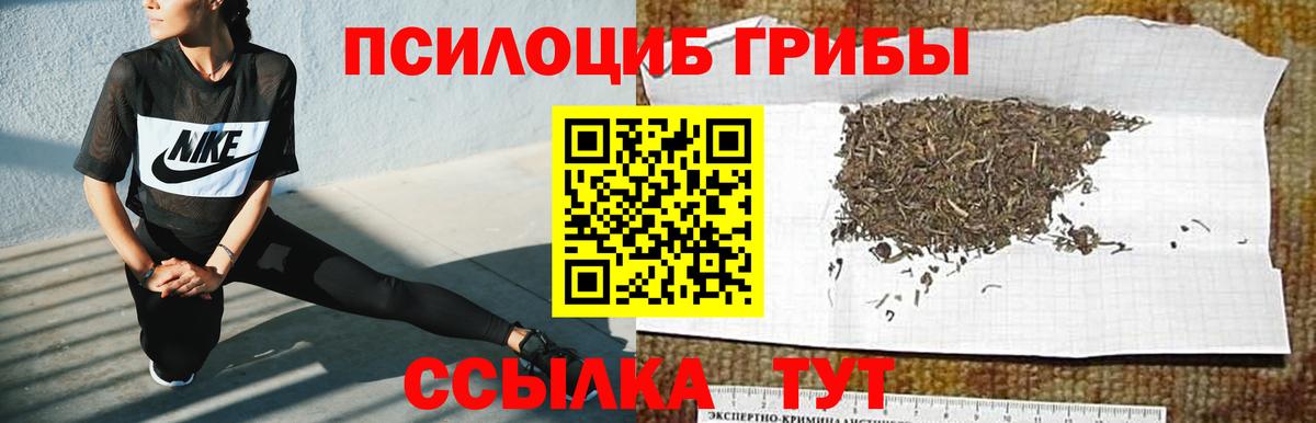 Галлюциногенные грибы Psilocybe  Белгород 